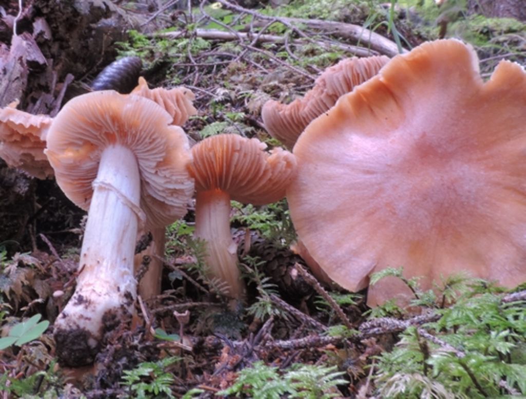 Cortinarius